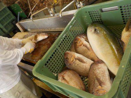 淡路じゃのひれフィッシングパーク 釣果