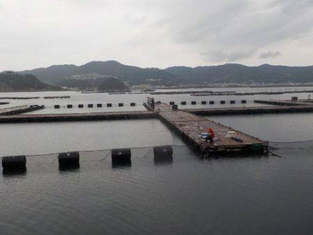 淡路じゃのひれフィッシングパーク 釣果