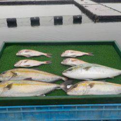 淡路じゃのひれフィッシングパーク 釣果