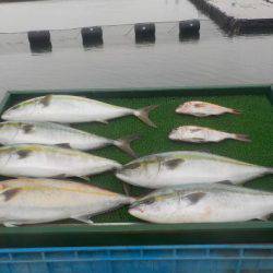 淡路じゃのひれフィッシングパーク 釣果