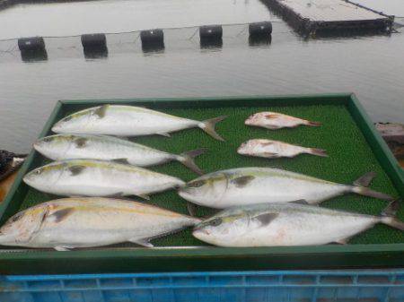 淡路じゃのひれフィッシングパーク 釣果