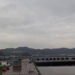 淡路じゃのひれフィッシングパーク 釣果