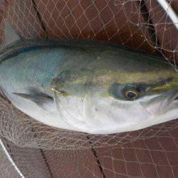 淡路じゃのひれフィッシングパーク 釣果