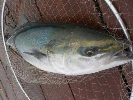 淡路じゃのひれフィッシングパーク 釣果