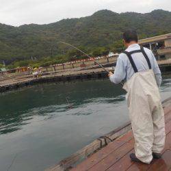 淡路じゃのひれフィッシングパーク 釣果