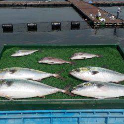 淡路じゃのひれフィッシングパーク 釣果