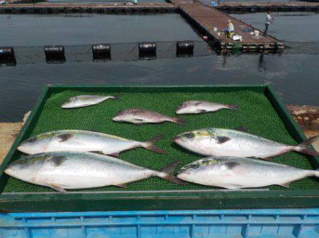 淡路じゃのひれフィッシングパーク 釣果