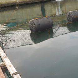 淡路じゃのひれフィッシングパーク 釣果