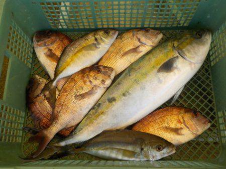 淡路じゃのひれフィッシングパーク 釣果