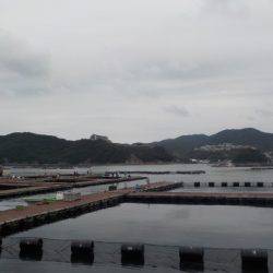 淡路じゃのひれフィッシングパーク 釣果