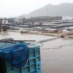 淡路じゃのひれフィッシングパーク 釣果