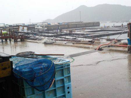 淡路じゃのひれフィッシングパーク 釣果