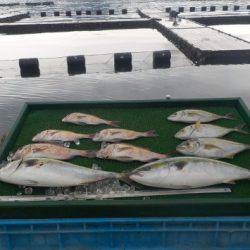 淡路じゃのひれフィッシングパーク 釣果