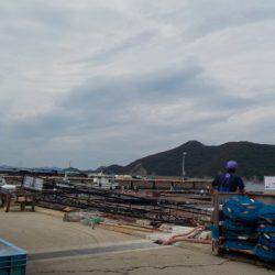 淡路じゃのひれフィッシングパーク 釣果