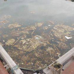 淡路じゃのひれフィッシングパーク 釣果