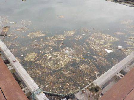 淡路じゃのひれフィッシングパーク 釣果