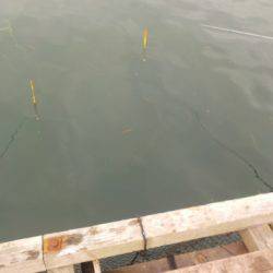 淡路じゃのひれフィッシングパーク 釣果