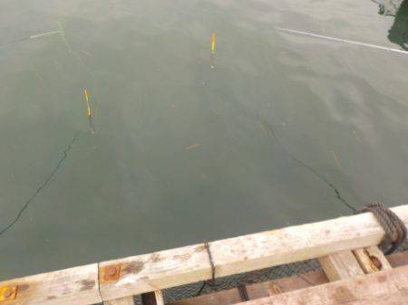 淡路じゃのひれフィッシングパーク 釣果