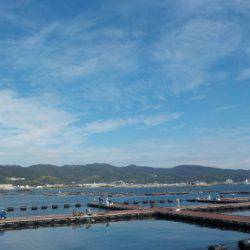 淡路じゃのひれフィッシングパーク 釣果