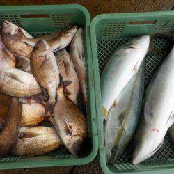 淡路じゃのひれフィッシングパーク 釣果