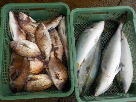 淡路じゃのひれフィッシングパーク 釣果