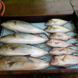 淡路じゃのひれフィッシングパーク 釣果