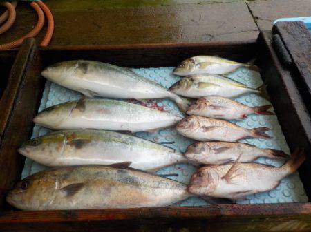 淡路じゃのひれフィッシングパーク 釣果