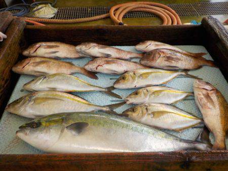 淡路じゃのひれフィッシングパーク 釣果