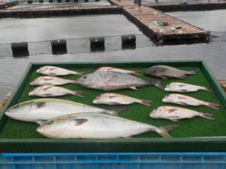 淡路じゃのひれフィッシングパーク 釣果
