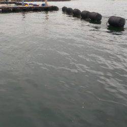 淡路じゃのひれフィッシングパーク 釣果