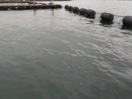 淡路じゃのひれフィッシングパーク 釣果