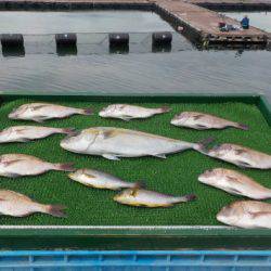 淡路じゃのひれフィッシングパーク 釣果