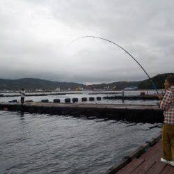 淡路じゃのひれフィッシングパーク 釣果