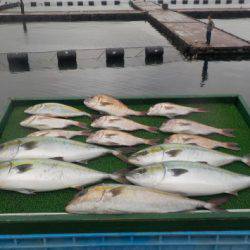 淡路じゃのひれフィッシングパーク 釣果