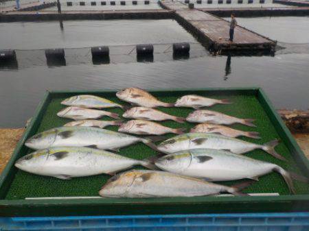 淡路じゃのひれフィッシングパーク 釣果