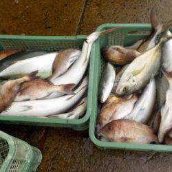 淡路じゃのひれフィッシングパーク 釣果