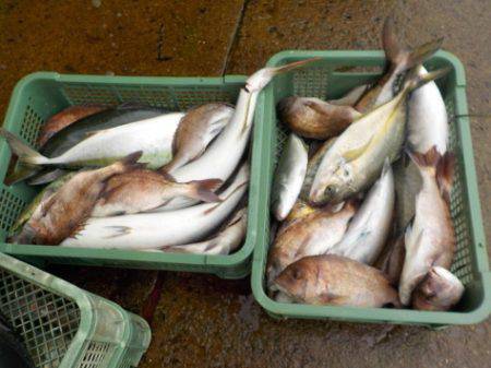 淡路じゃのひれフィッシングパーク 釣果