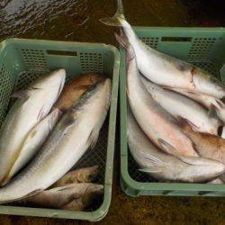 淡路じゃのひれフィッシングパーク 釣果