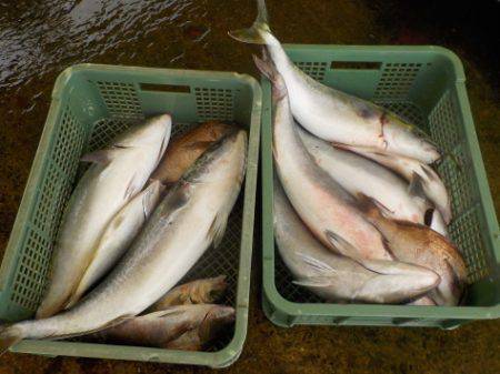 淡路じゃのひれフィッシングパーク 釣果