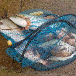 淡路じゃのひれフィッシングパーク 釣果