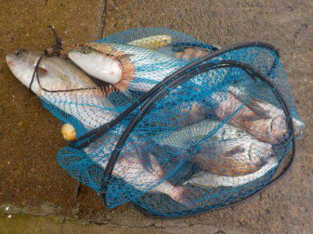 淡路じゃのひれフィッシングパーク 釣果