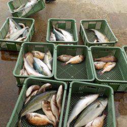 淡路じゃのひれフィッシングパーク 釣果