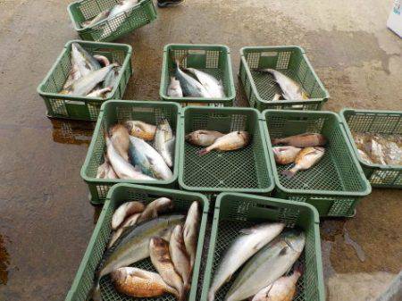 淡路じゃのひれフィッシングパーク 釣果