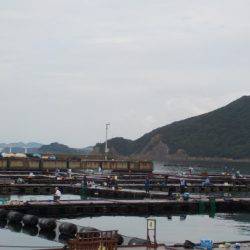 淡路じゃのひれフィッシングパーク 釣果