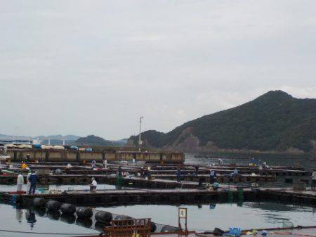 淡路じゃのひれフィッシングパーク 釣果