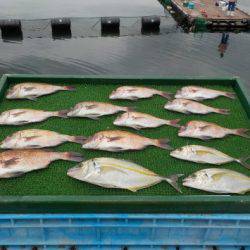 淡路じゃのひれフィッシングパーク 釣果