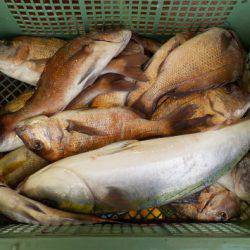 淡路じゃのひれフィッシングパーク 釣果