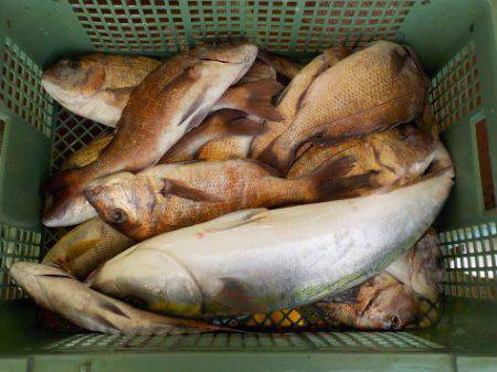 淡路じゃのひれフィッシングパーク 釣果