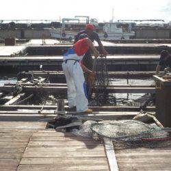 淡路じゃのひれフィッシングパーク 釣果