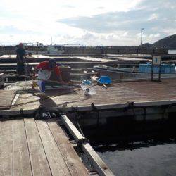 淡路じゃのひれフィッシングパーク 釣果